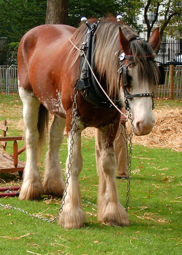 Clydesdale