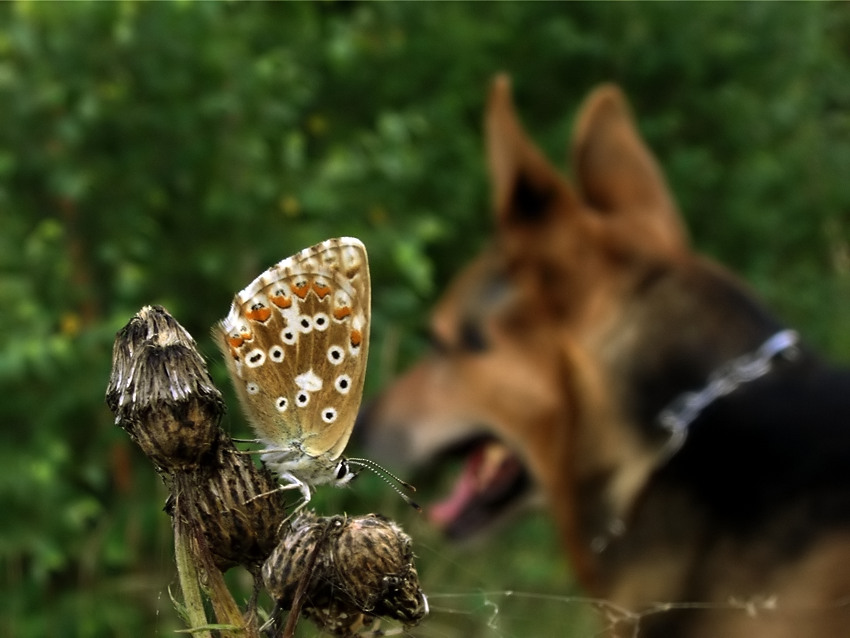 A ta znowu nad jakimś motylem się rozczula, a ja siedzę.... a gdyby tak go zjeść:)