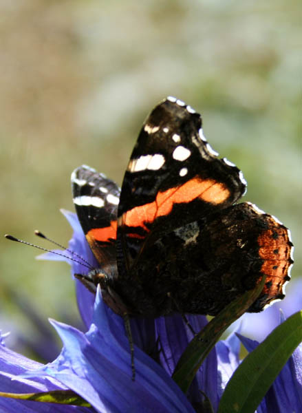 Motyl