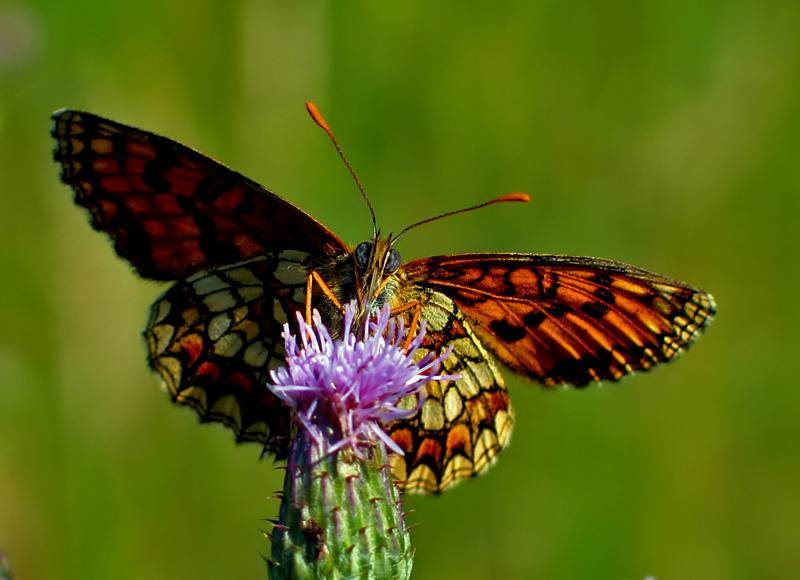 PRZEPLATKA ATALIA (Malitaea athalia)