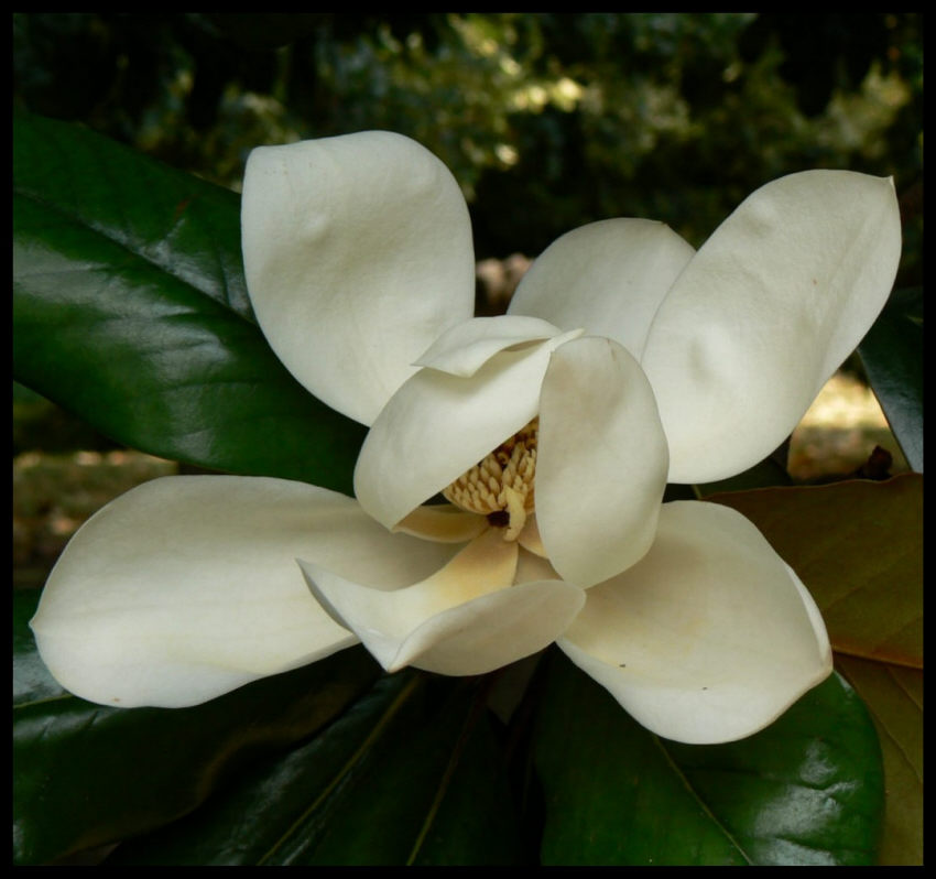 Magnolia