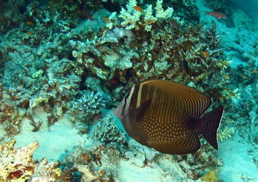 Sailfin tang, Lighthouse, Dahab