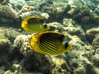 Chaetodon fasciatus (Striped butterflyfish)