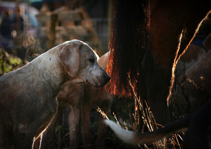 Old Berkshire Hunt