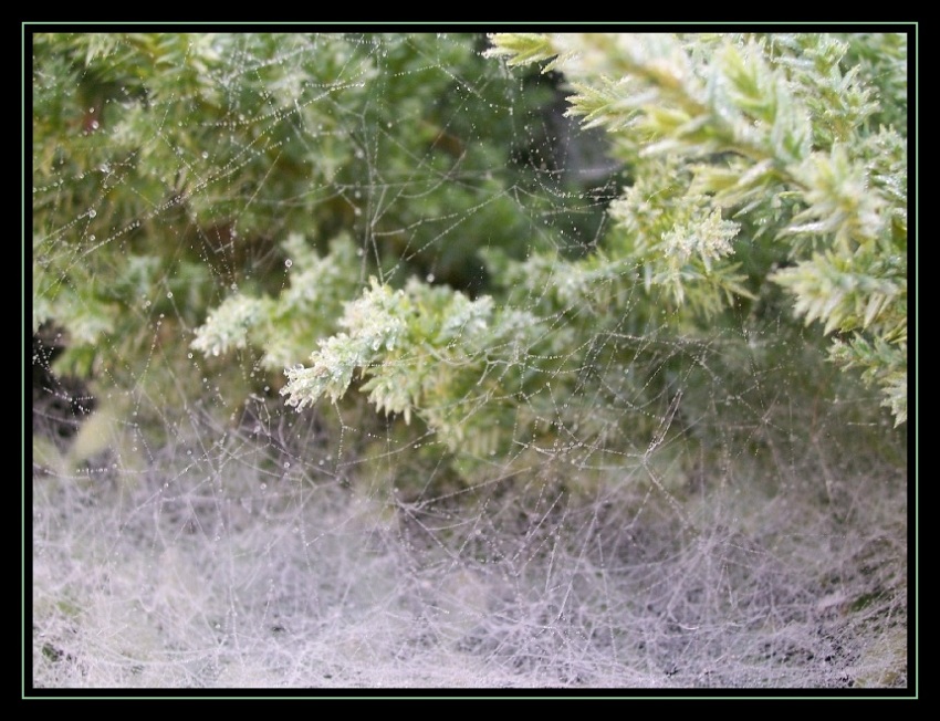 in the spider\\\'s web...