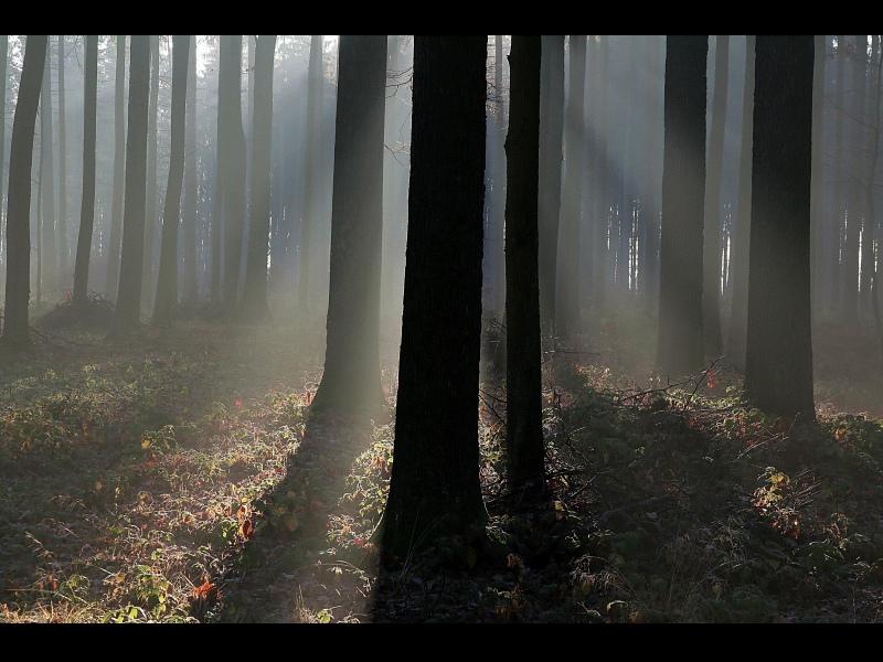 misty forest