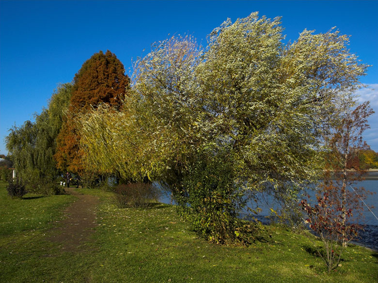 Parcul Herastrau