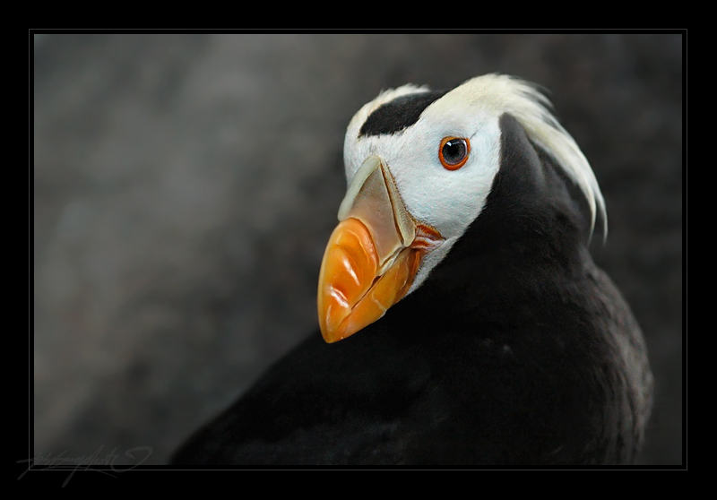 Tufted Puffin