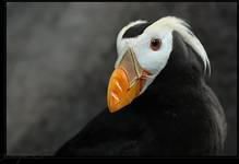 Tufted Puffin