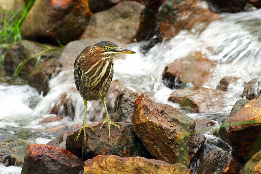 Czapla zielona(Butorides virescens)