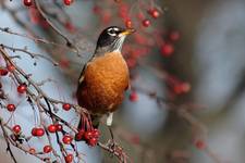 Drozd wedrowny(Turdus migratorius)