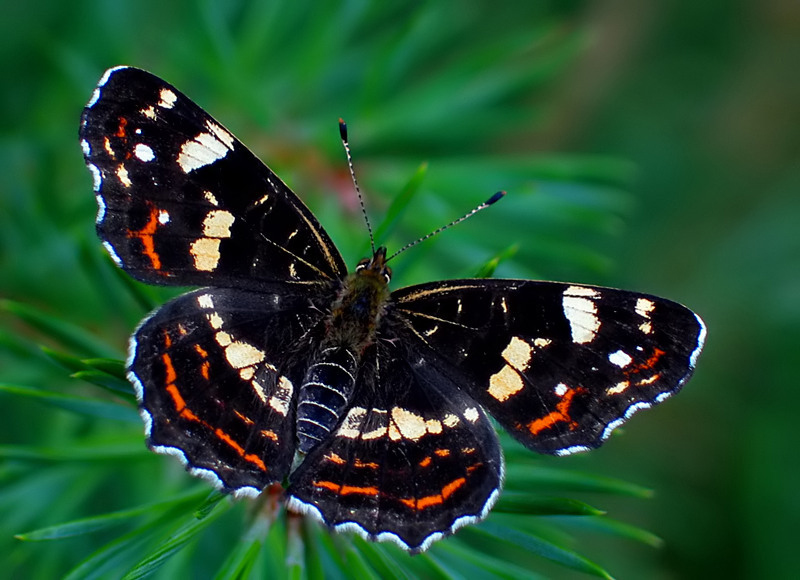 RUSAŁKA KRATKOWIEC (Araschnia levana) (drugie pokolenie)