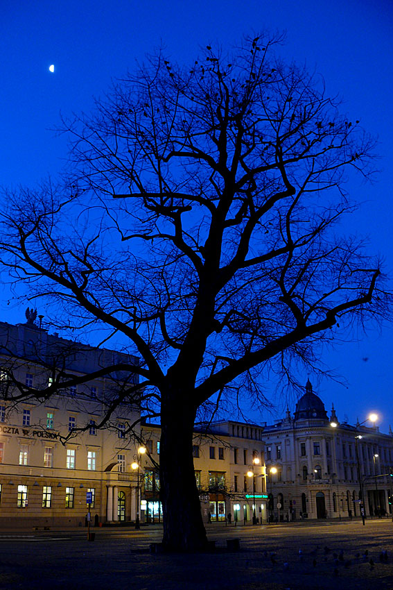 lubelski Baobab