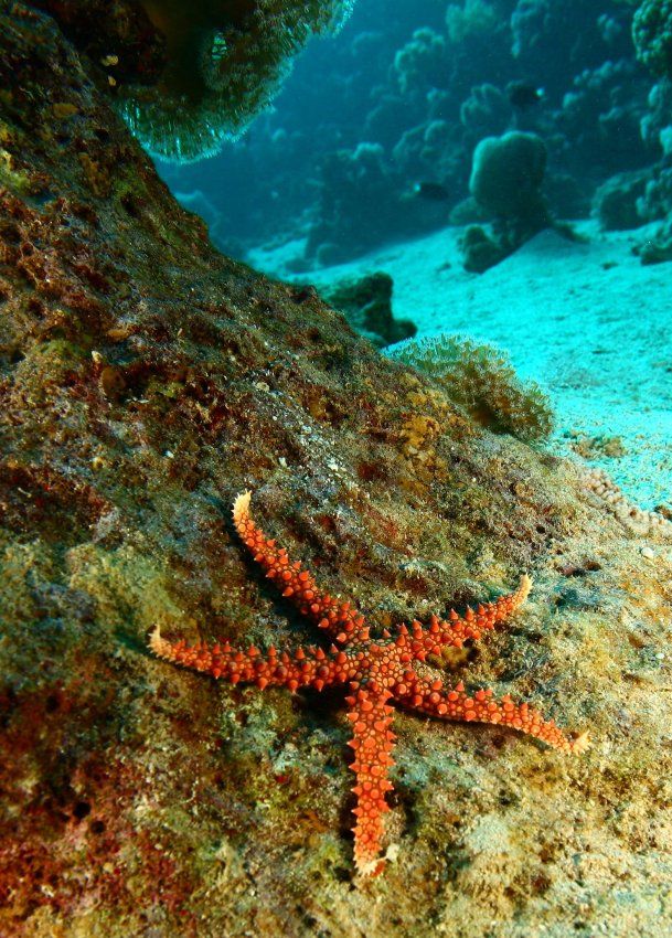 Thorny sea star (Fromia nodosa)