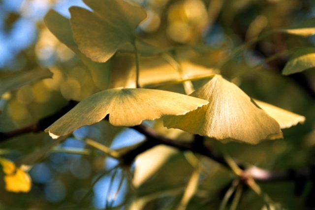 Ginko biloba