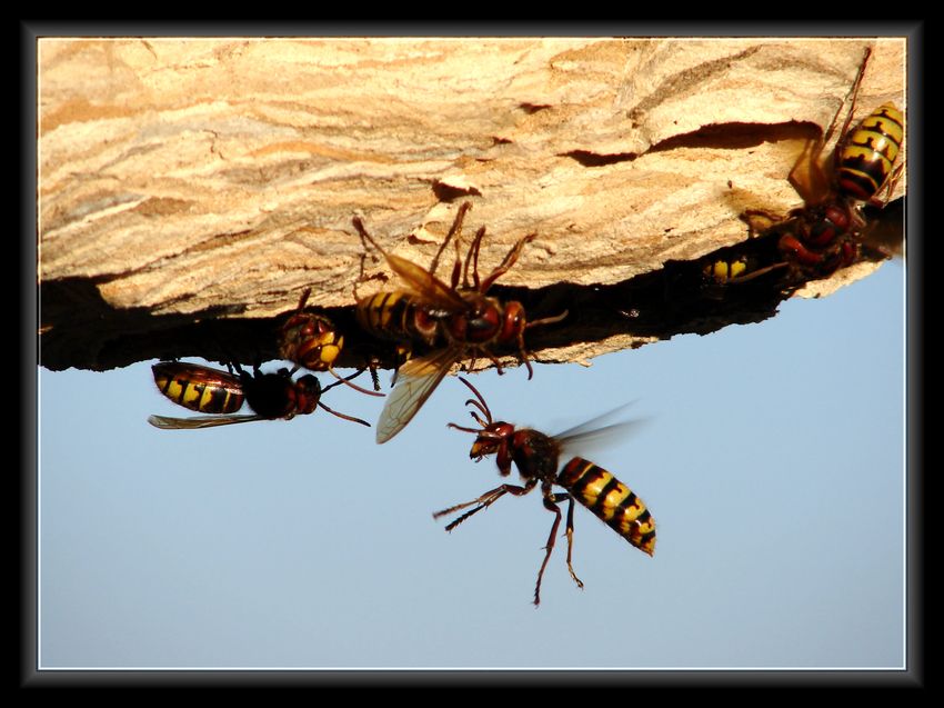 vespa crabro cd.