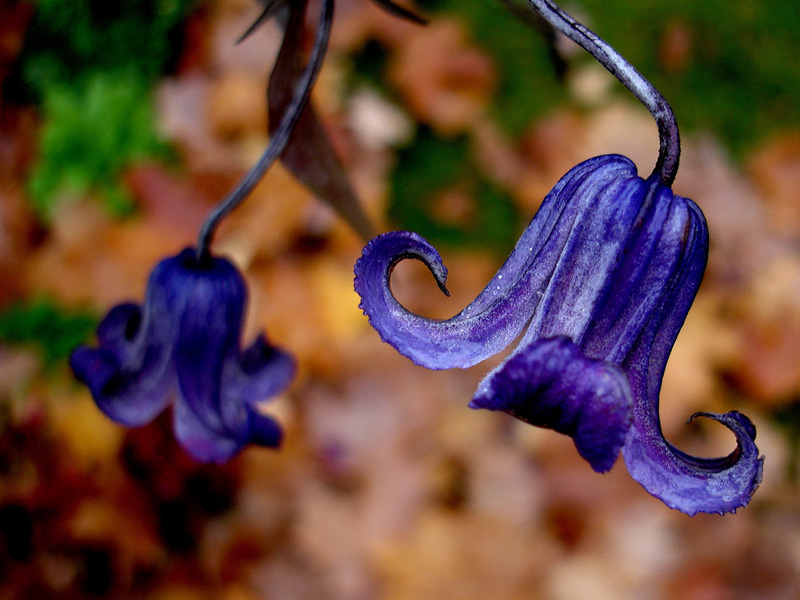 041. Clematis integrifolia