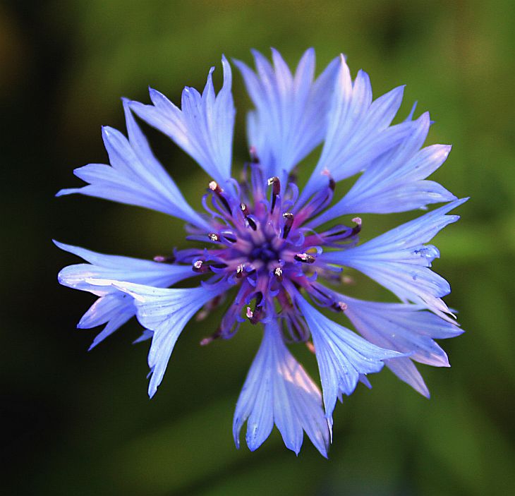 Cornflower