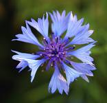 Cornflower