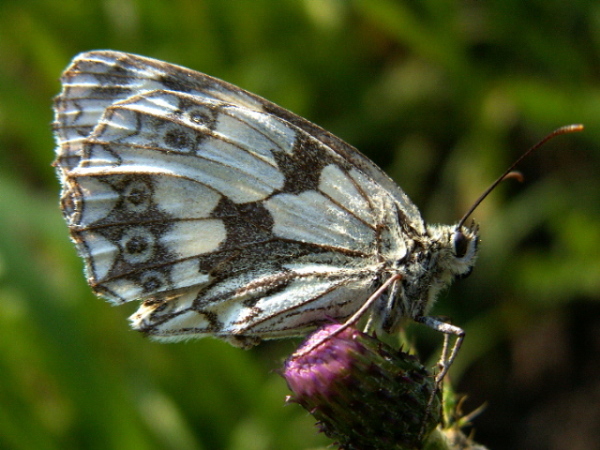 Kratkowiec szachownica