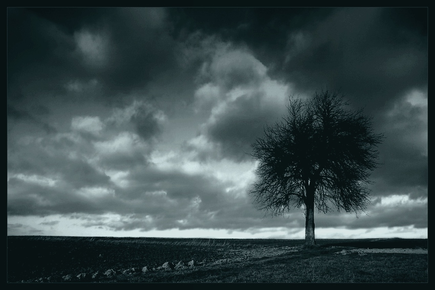 Leafless tree