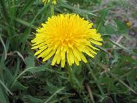 mniszek lekarski (taraxacum officinale)