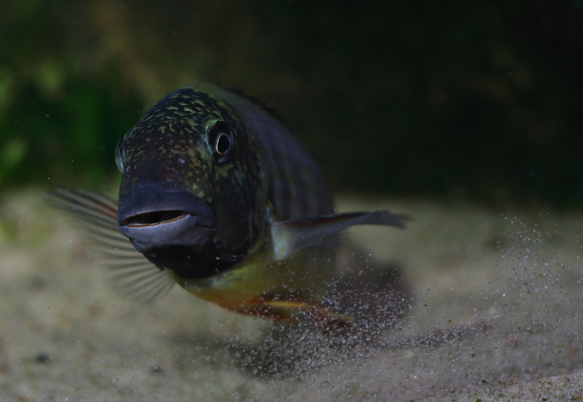 simochromis diagramma odłów