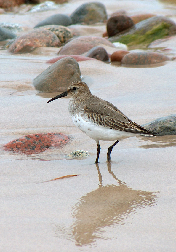 Biegus zmienny - Calidris alpina