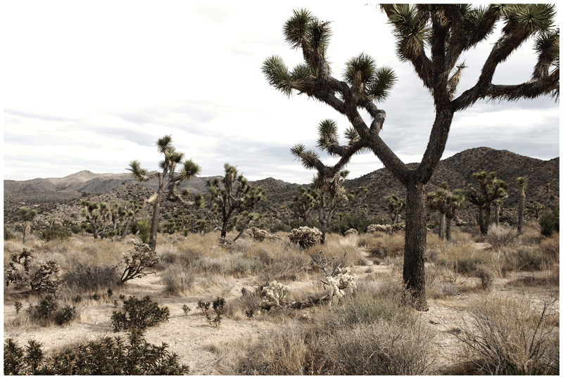 joshua tree