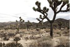 joshua tree