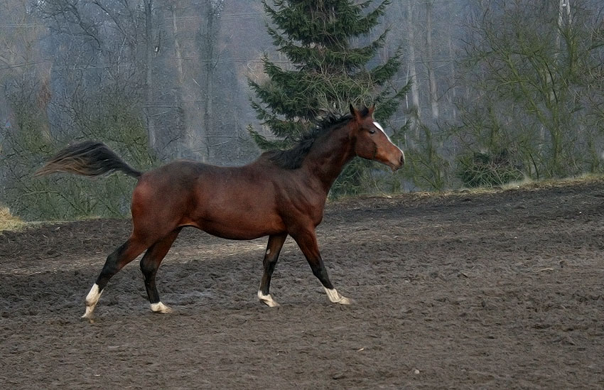 Mokre, grudzień 2006