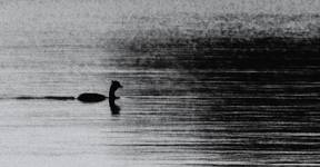 Nessie  (lokalna odmiana)