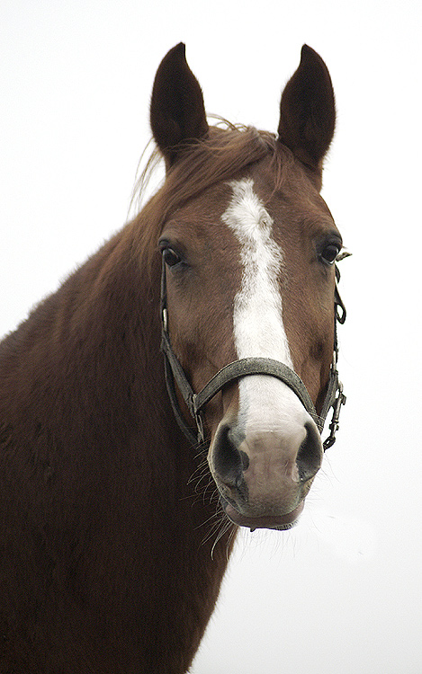 Portret subiektywny