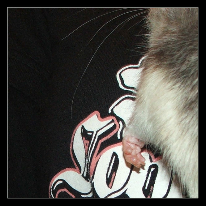 a little part of my rat