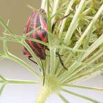 graphosoma lineatum