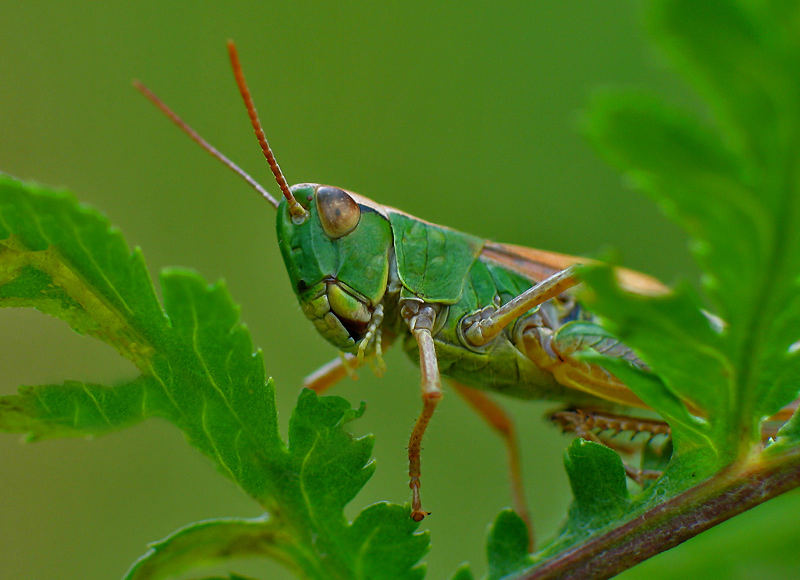 KONIK WĄSACZ (Chorthippus paralellus)