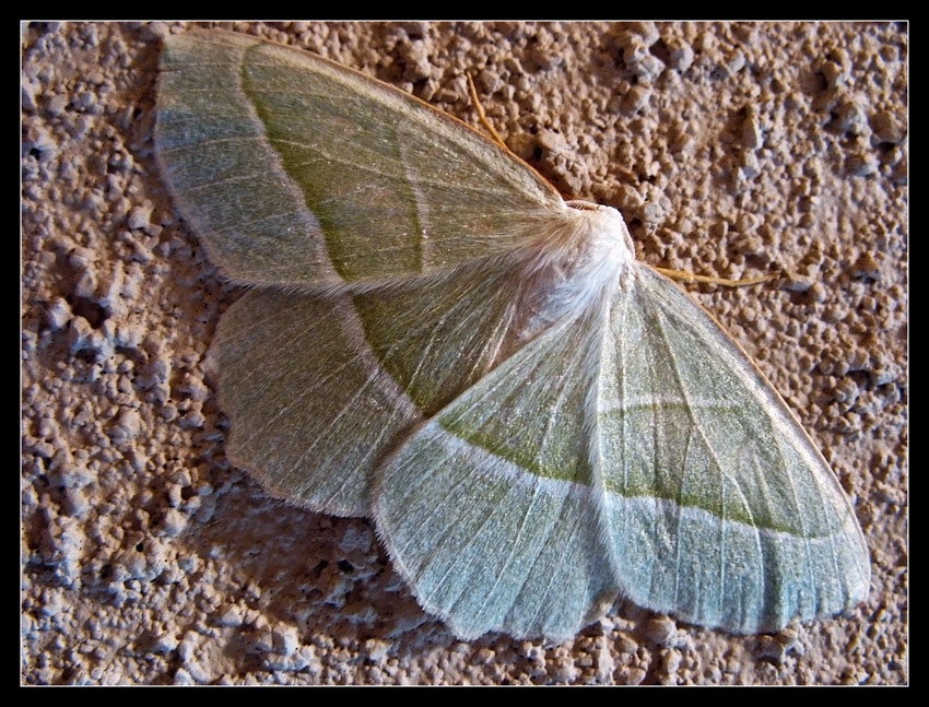 Ostrolot muszlowiak (Campaea margaritata)