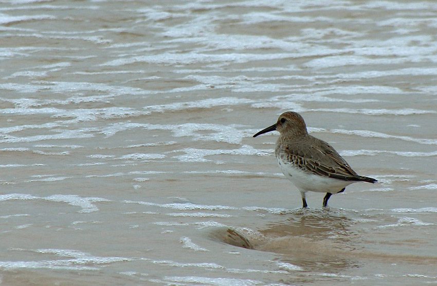 Biegus zmienny - Calidris alpina