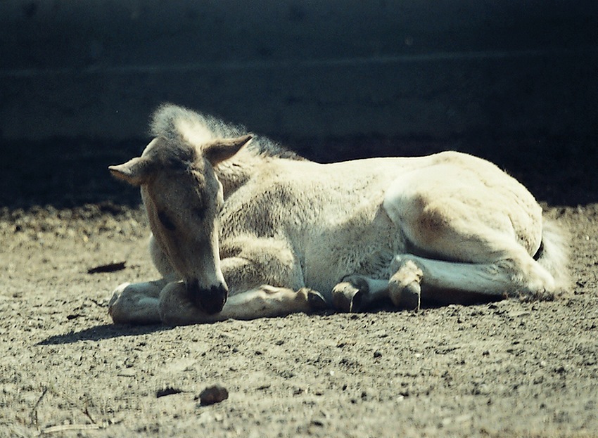 Konik polski-Sieraków