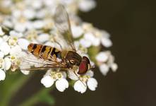 Syrphidae