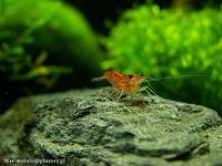 Krewetka karłowata: Neocaridina denticulata sinensis \"Fire Red\"