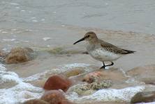 Biegus zmienny - Calidris alpina