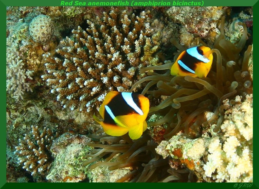 Red Sea anemonefish (Amphiprion bicinctus)