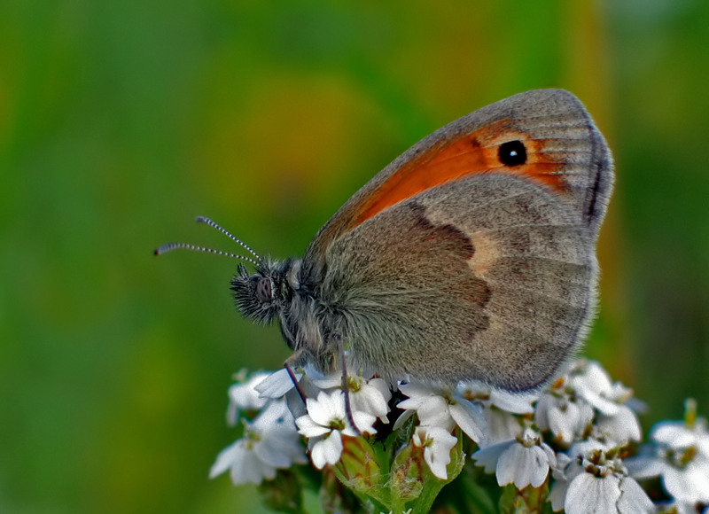 STRZĘPOTEK RUCZAJNIK (Coenonympha pamphilus)