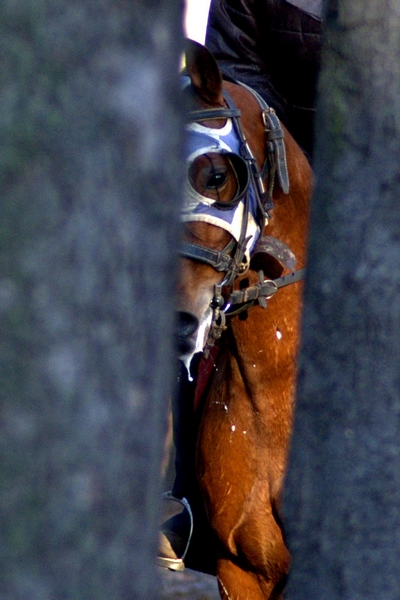 Cały Diadem