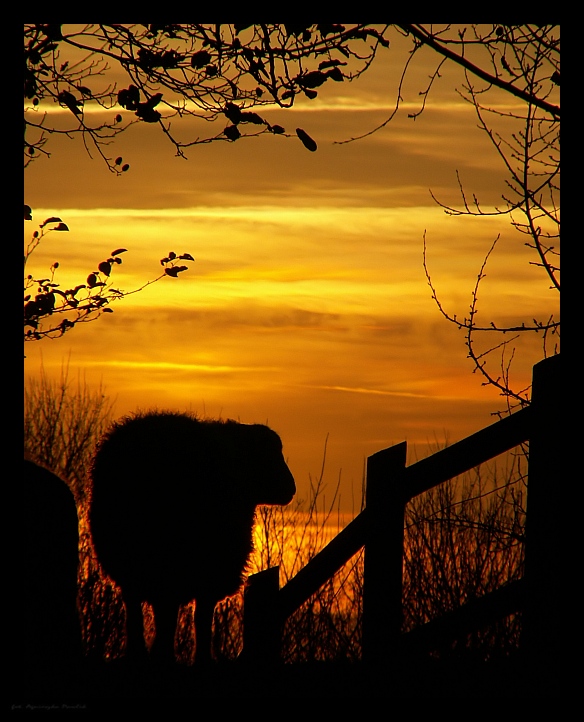 Płonąca... kulka