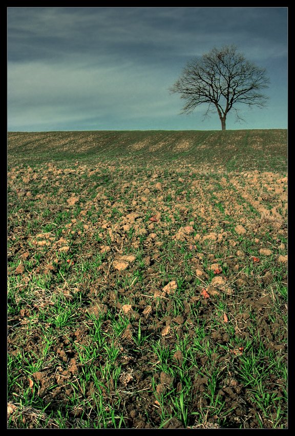 Tree of Paradise