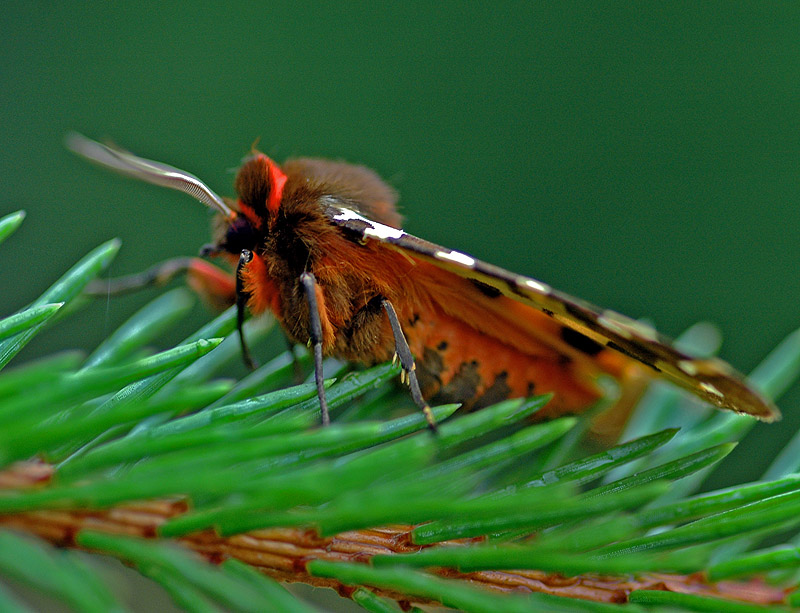 niedźwiedziówka