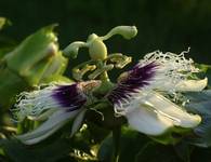 passion fruit flower-3-