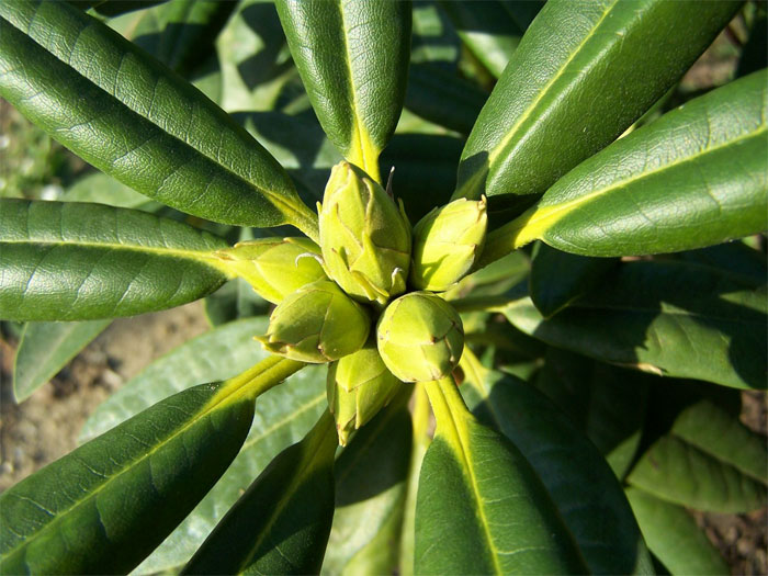 rododendron